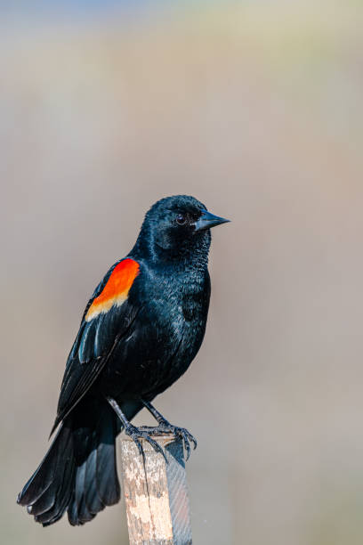 Red-winged Blackbird stock photo