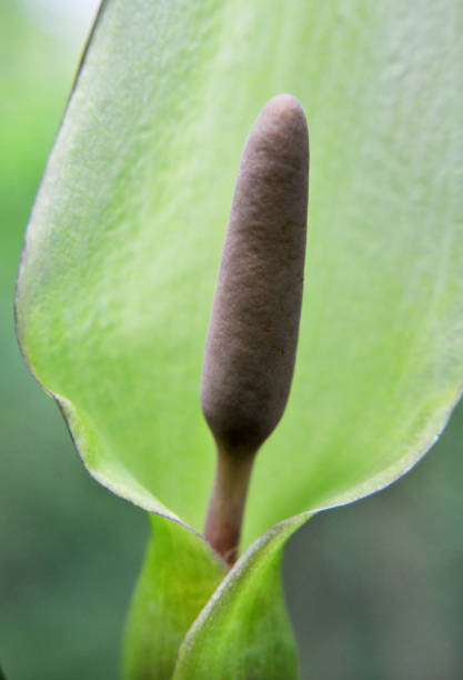 istock Arum besserianum blooms in the forest in spring. 1412732472