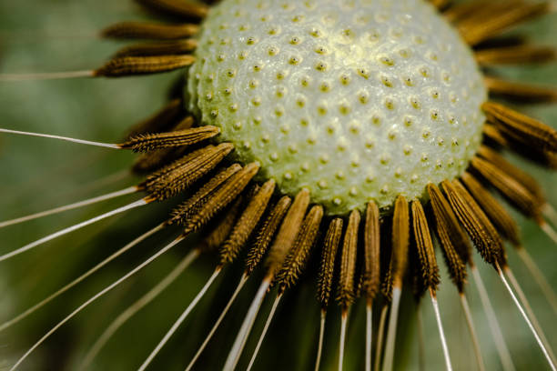 Macro photography - close-up dandelion flower