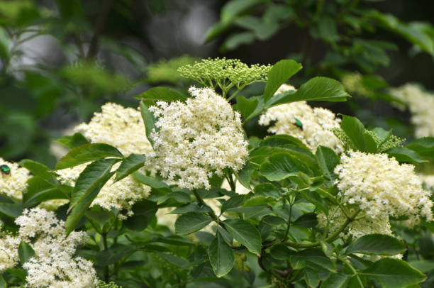 istock Elderberry blooms in nature 1412732697