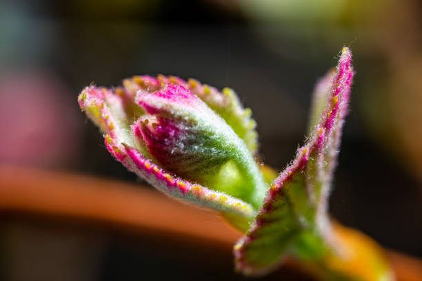 new grape leaves sprouting - foto’s van aarde stockfoto's en -beelden