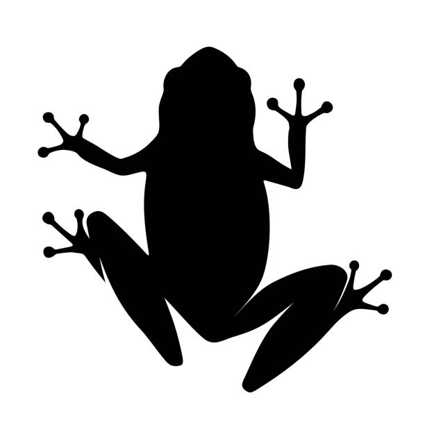 Frog. Vector black silhouette Black silhouette of a frog isolated on a white background. Vector illustration cartoon of a frog black and white stock illustrations