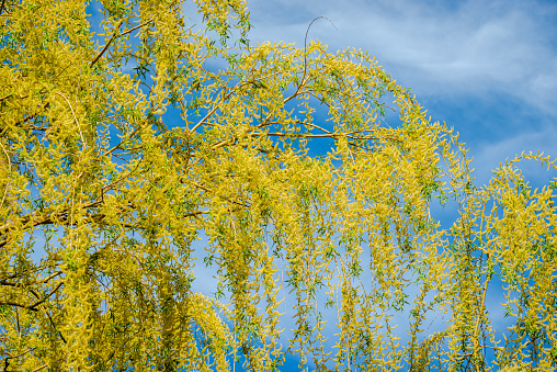 Willow tree branches in the sky background