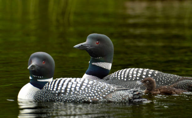 Common loon Common loon common loon photos stock pictures, royalty-free photos & images