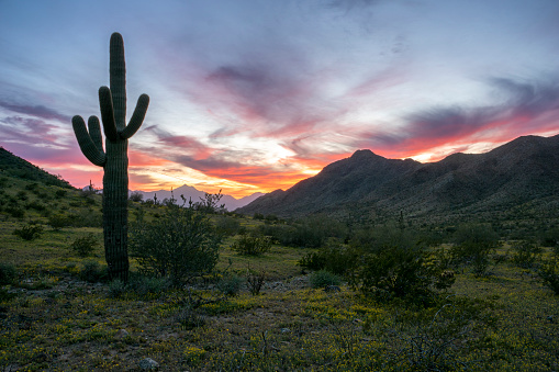 The beautiful surroundings of South Mountain Park, Phoenix, Arizona located in the Southwest USA. The park is home to the famous saguaro cactus which is a world famous symbol for the Western United States.