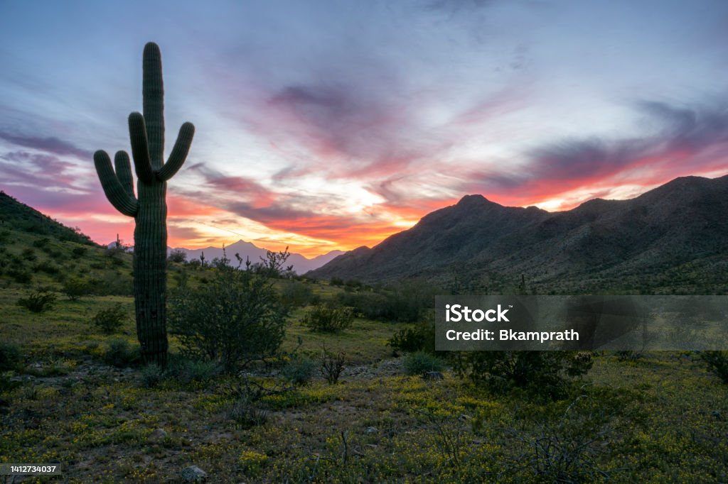 Saguaro Cactus during a Vibrant Sunset in South Mountain Park, Phoenix Arizona Southwest USA The beautiful surroundings of South Mountain Park, Phoenix, Arizona located in the Southwest USA. The park is home to the famous saguaro cactus which is a world famous symbol for the Western United States. Arizona Stock Photo