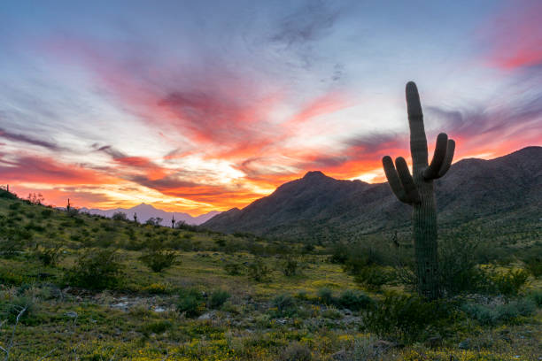 saguaro cactus during a vibrant sunset in south mountain park, phoenix arizona southwest usa - flower desert single flower cactus imagens e fotografias de stock