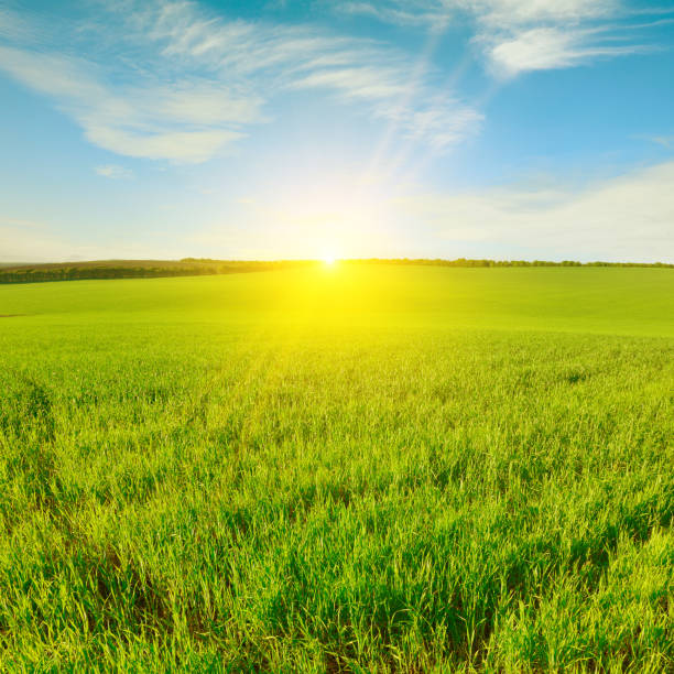 Dawn over green wheat field and blue sky.