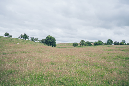 Quantock Hills landscape near West Bagborough, Somerset, England, UK