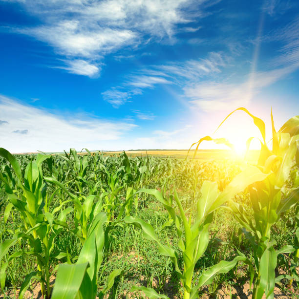 istock Sunrise in cornfield and blue sky. 1412735445
