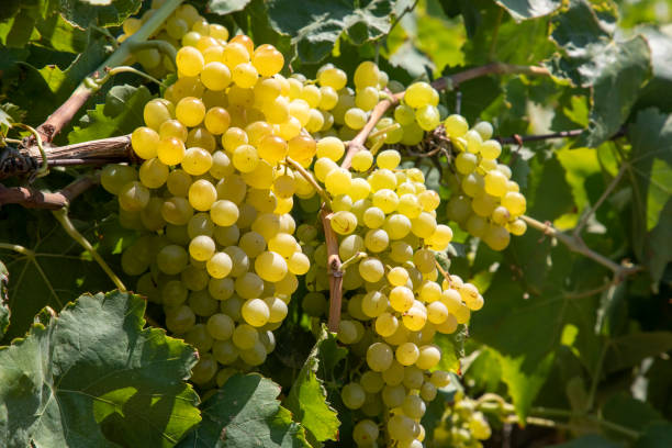 istock Grapes vineyard, Sultani grapes, Izmir - Turkey 1412735921