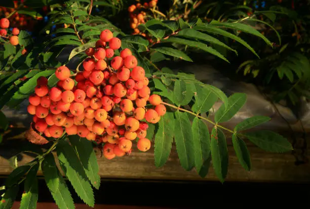 The fruits of the red rowan tree