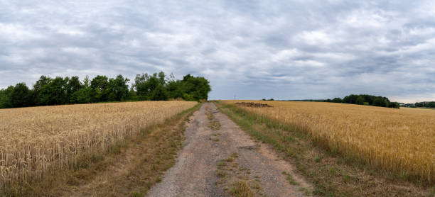 istock Panorama of a dirt road between ripe wheat fields in summer with cloudy sky 1412737306
