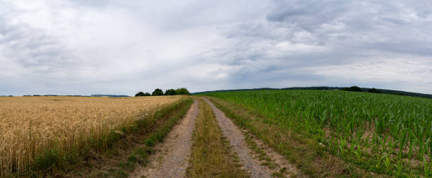 istock Panorama view of a dirt road between a wheat field and a fresh cornfield 1412737313