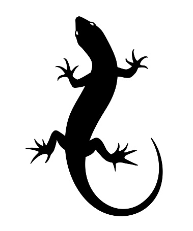 Black silhouette of a lizard isolated on a white background. Vector illustration