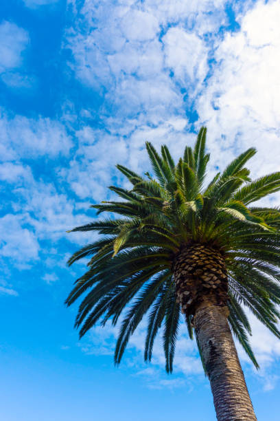 istock Tall Canary Palm Tree With Blue Sky and Copy Space 1412739777