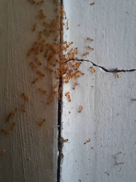 istock A bunch of ants . 1412739780