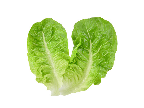 Fresh green cos lettuce leaves isolated on white background. Top view