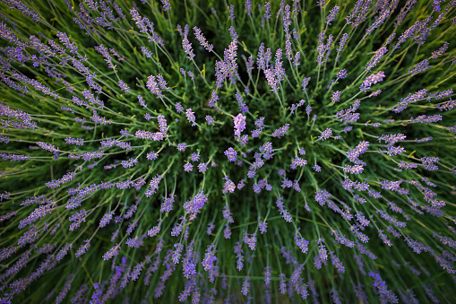 Lavender field pattern, texture, top view. Lavender flowers background or wallpaper.