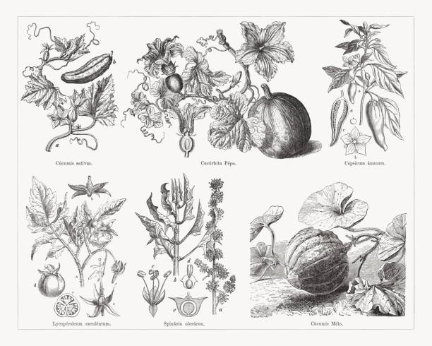 ilustraciones, imágenes clip art, dibujos animados e iconos de stock de varias verduras, grabados en madera, publicados en 1884 - squash blossom