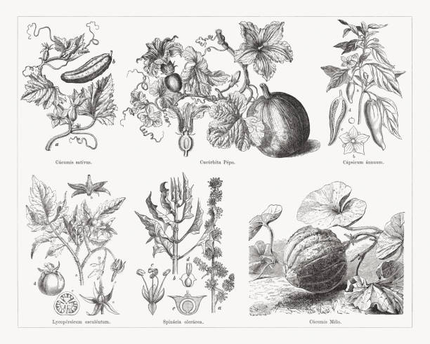 ilustrações, clipart, desenhos animados e ícones de vários vegetais, gravuras de madeira, publicados em 1884 - squash flower