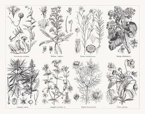 Useful and medicinal plants, top: Field bindweed (Convolvulus arvensis), a-plant, b-flower crown (cross section), c-ripe fruit, d-root; Viper's bugloss  (Echium vulgare), a-plant, b-blossom, c-opened crown, d-calyx with bract, e-pistil, f-filament, g-closed fruit calyx, h-opened fruit calyx with the four partial fruits; Flax (Linum usitatissimum), a+b-plant, c-stamens and ovaries with the fife stylars and cicatrices, d-petal, e-capsule, f-capsule (cross section); Borage (Borago officinalis), a-blossoms, b-single blossom (front view), c-single blossom (side view, with crown half cut away to show the filament). Below: Hemp (Cannabis sativa), a-plant with staminate flowers, b-plant with pistillate flowers, c-single staminate flower, d-single pistillate flower, e-pistil, f-fruit, g+h-pistil (cross and longitudinal section); Scarlet pimpernel (Anagallis arvensis), a-flowering twig, b-blossom, c-faded calyx, d+e-filaments and ovaries; Love-in-a-mist (Nigella damascena), a-flowering plant, b-ripe fruit, c-fruit (cross section); Field pansy (Viola arvensis), a+b-plant, c-stamen and pistil. Wood engravings, published  in 1884.