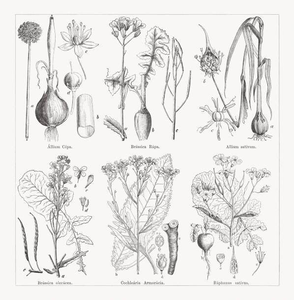 ilustrações de stock, clip art, desenhos animados e ícones de various vegetables, wood engravings, published in 1884 - onion vegetable leaf spice