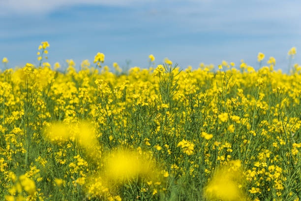 istock Close up blooming yellow rape, rapeseed, canola. 1412743822