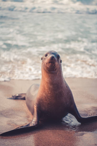 Sea lion on a beach