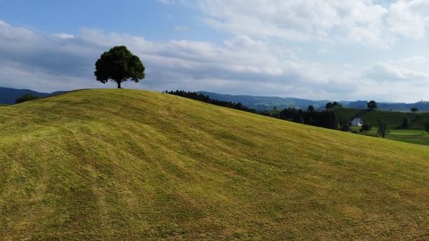 A tree is standing on the top of a hill which is used as farmland. The tracks of a tractor are still visible in the yellowish grass surrounding the tree.