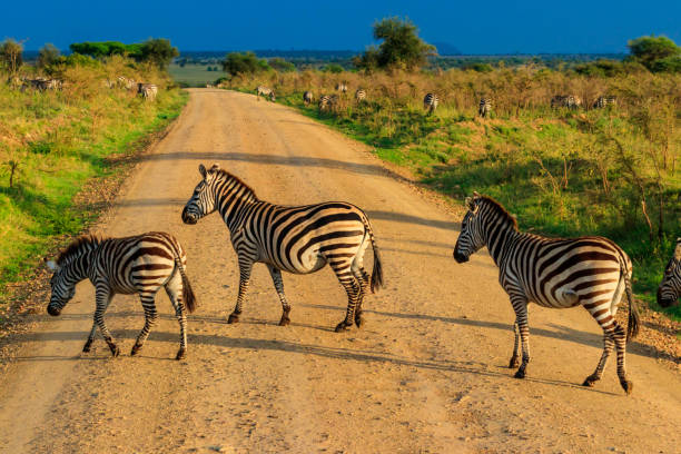 herde von zebras, die eine straße im serengeti-nationalpark in tansania überqueren. tierwelt afrikas - zebra walk stock-fotos und bilder