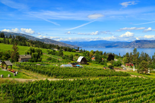 vignoble biologique kelowna okanagan valley - kelowna okanagan scenics okanagan valley photos et images de collection