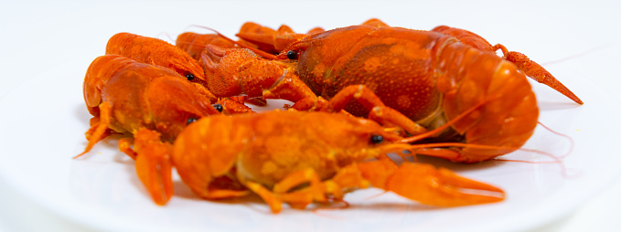 Group of boiled river red crayfish are laid out on a plate. White background. Catching crayfish for human consumption. Delicious food.