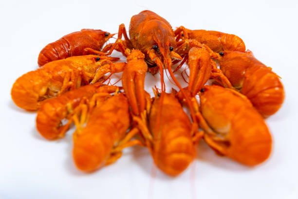 istock Group of boiled river red crayfish are laid out on a plate. White background. 1412748921