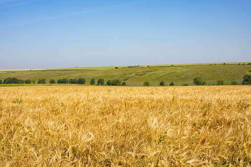 Sunny wheat field, golden ripe wheat harvest season, skyline and blue sky