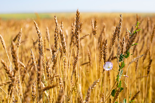 Farm rye field, golden ripe rye harvest season