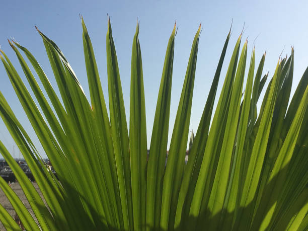 istock Part of a palm tree, in Tenerife 1412749897