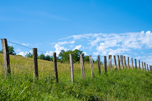 Two white horses in pasture with a broken wooden fence.