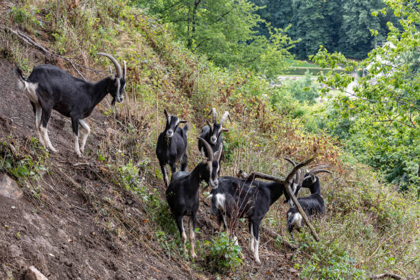 istock A herd of goats grazes on a mountain slope 1412754118