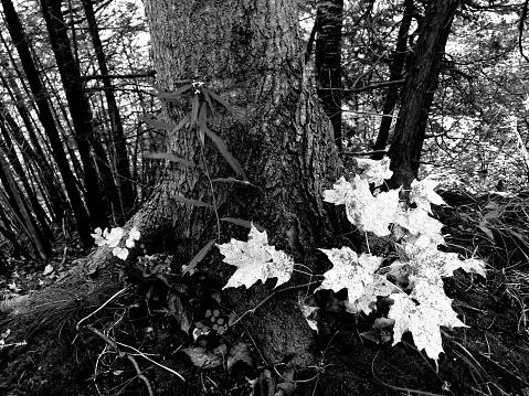 Black and White forest detail