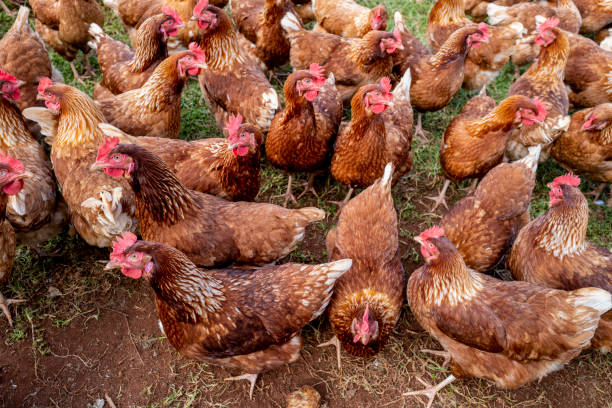 istock Free range red leghorn chickens grazing in an open field 1412754917