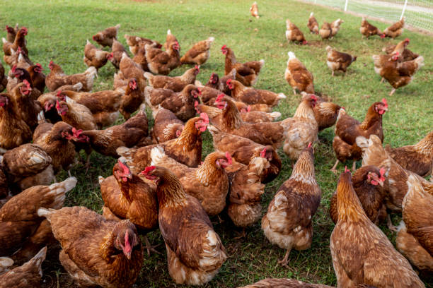 istock Free range red leghorn chickens grazing in an open field 1412754965
