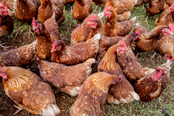 цыплята с красными легорнами на свободном выгуле пасутся в открытом грунте - rust free стоковые фото и изображения