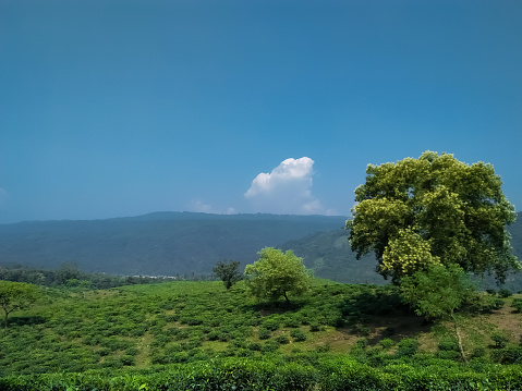 Beautiful tea gardens and clear skies in a sunny day