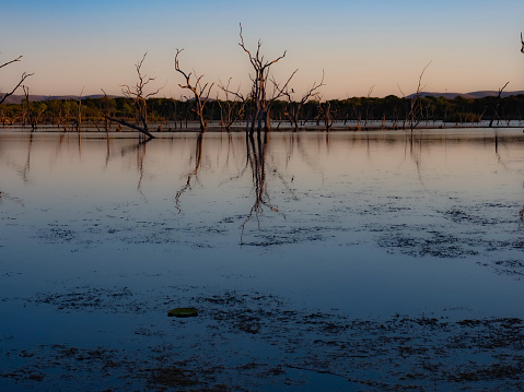 Dead trees - Lake Kununurra in the Kimberley