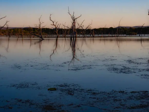 Photo of Dead trees - Lake Kununurra in the Kimberley