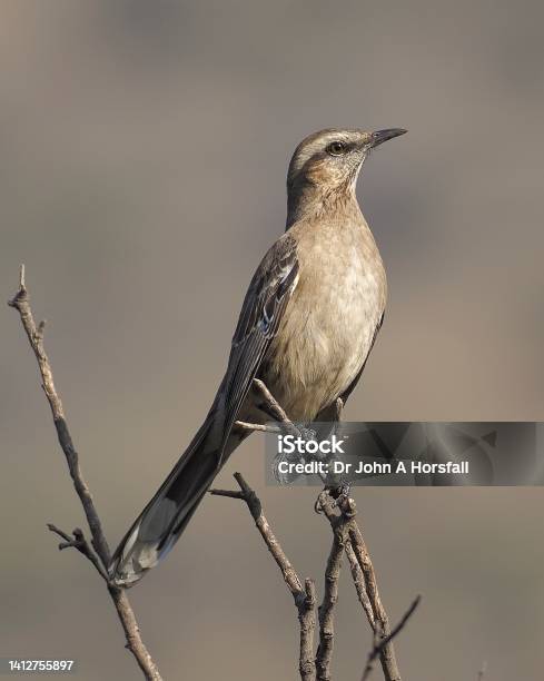 A Chilean Mockingbird Perches On A Bush Stock Photo - Download Image Now - Andean Highlands, Animal Wildlife, Arid Climate