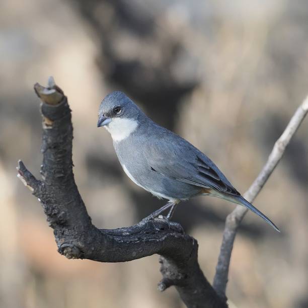 An adult Diuca Finch perches on a branch. stock photo