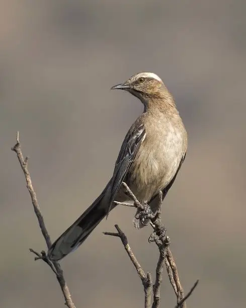 Photo of A Chilean Mockingbird perches on a bush