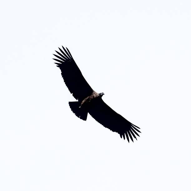 istock A juvenile Andean Condor 1412755917